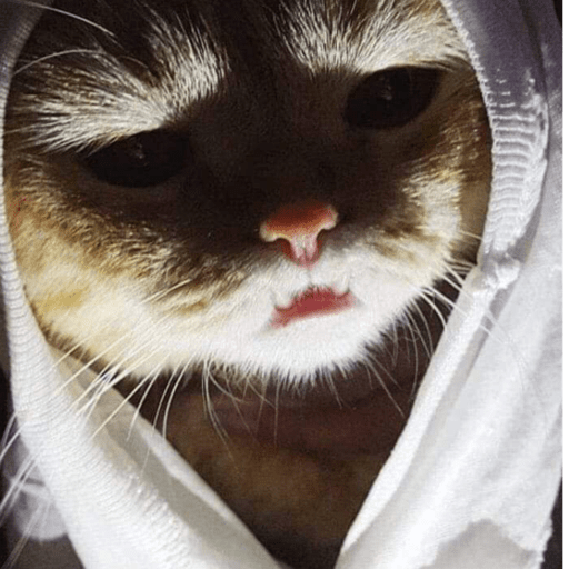 Gatitos 2.0 17