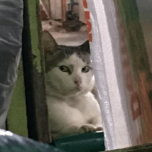 Gatitos 2.0 12