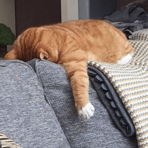 Gatitos 2.0 3