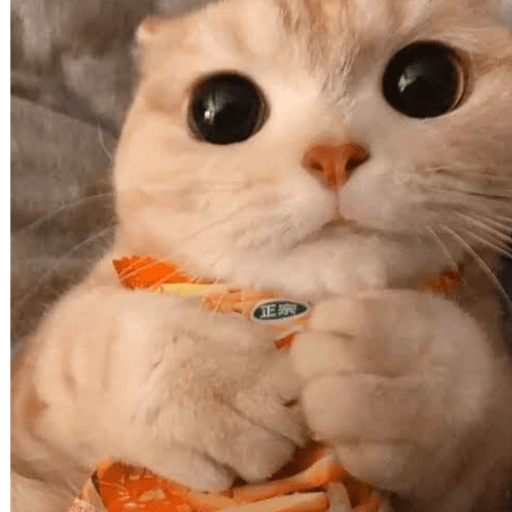 Gatitos 2.0 23