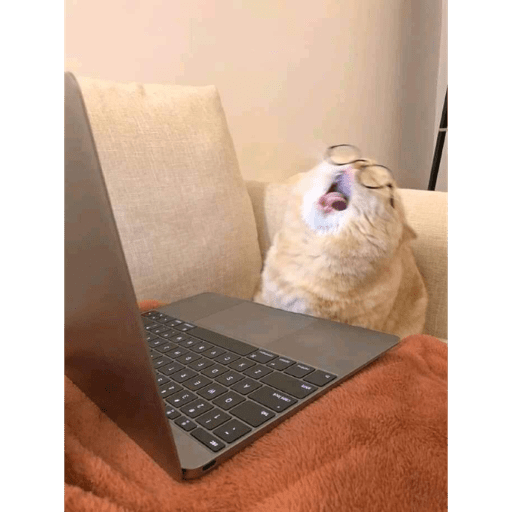 Gatitos 2.0 7