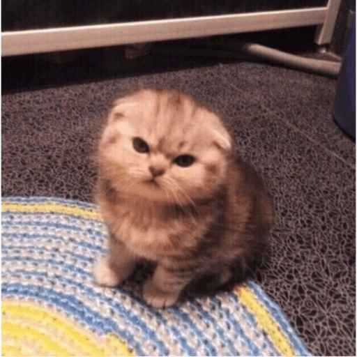 Gatitos 2.0 21