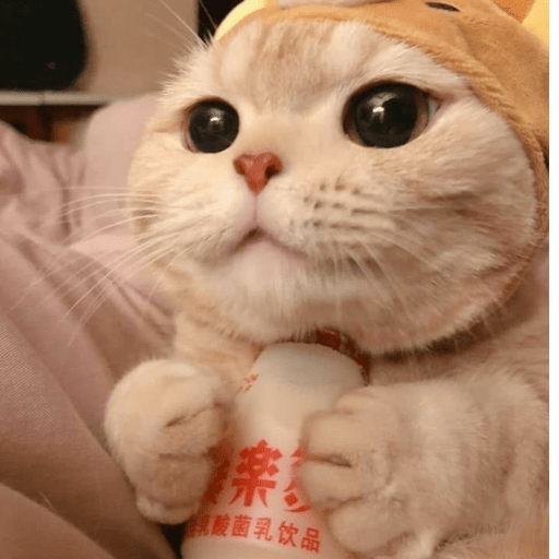 Gatitos 2.0 22