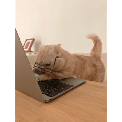 Gatitos 2.0 6