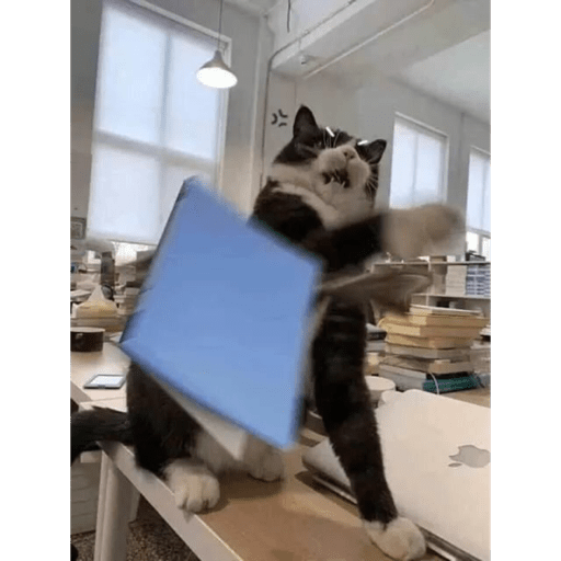 Gatitos 2.0 8