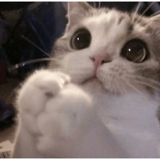 Gatitos 2.0 14
