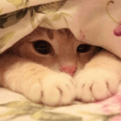 Gatitos 2.0 24