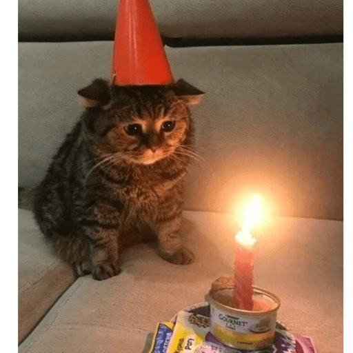 Gatitos 2.0 9