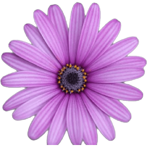 Flores 🌻🌷 2