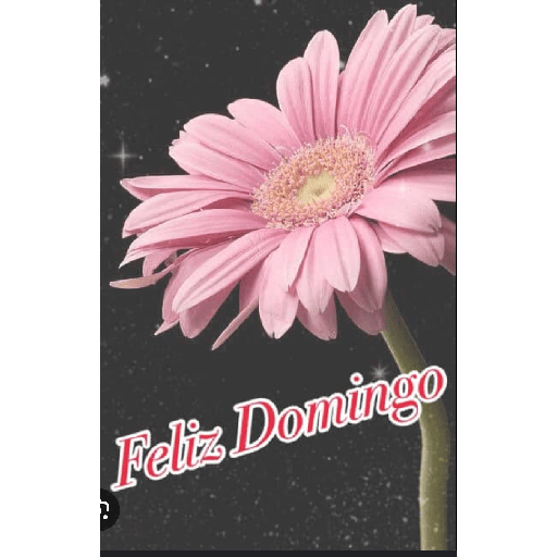Feliz domingo con gerberas 🌹🌷 2
