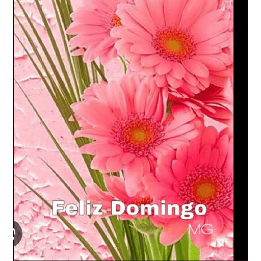 Feliz domingo con gerberas 🌹🌷 3