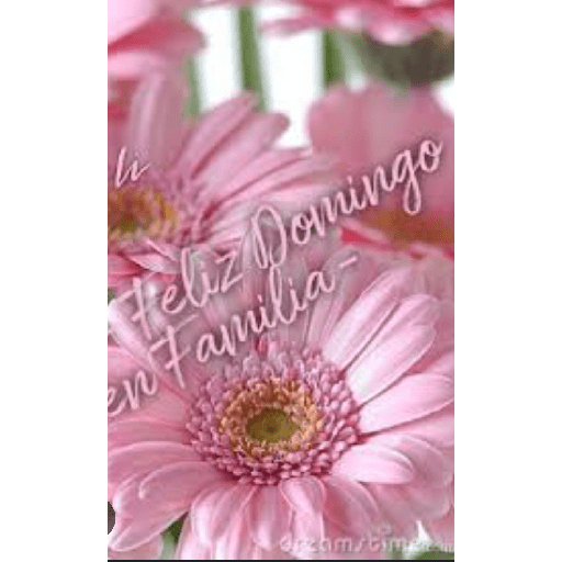 Feliz domingo con gerberas 🌹🌷 4