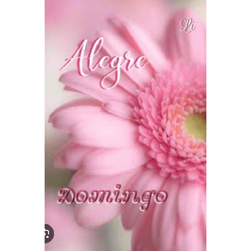 Feliz domingo con gerberas 🌹🌷 5