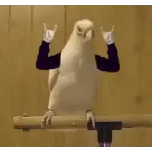 Anim 1