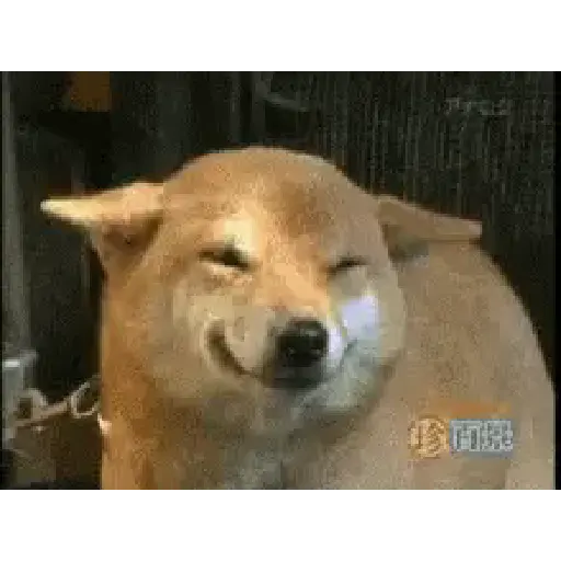 Anim 2