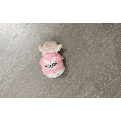 🎀 Perritos tiernos II 🎀