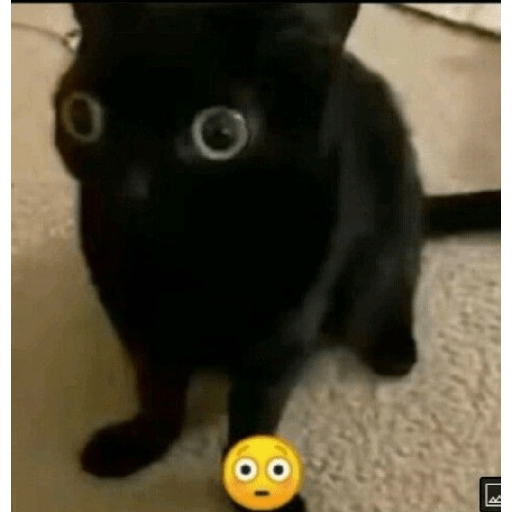 Kakakakak 11