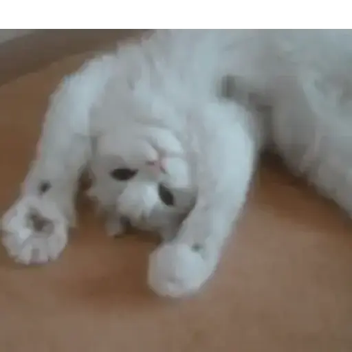 Cats meme 6
