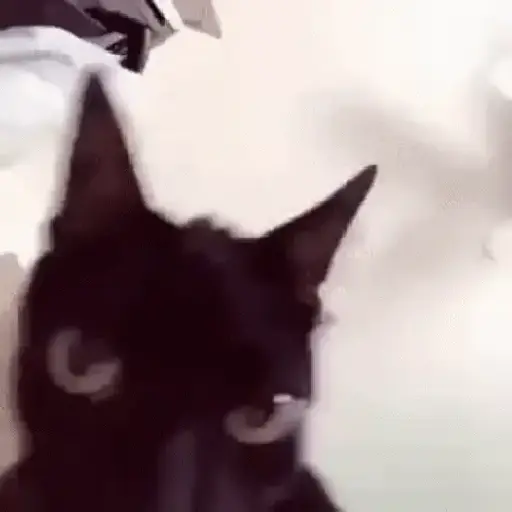 Cats meme 7