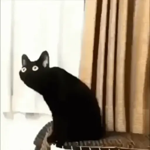 Cats meme 4
