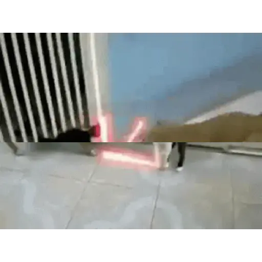 Cats meme 3