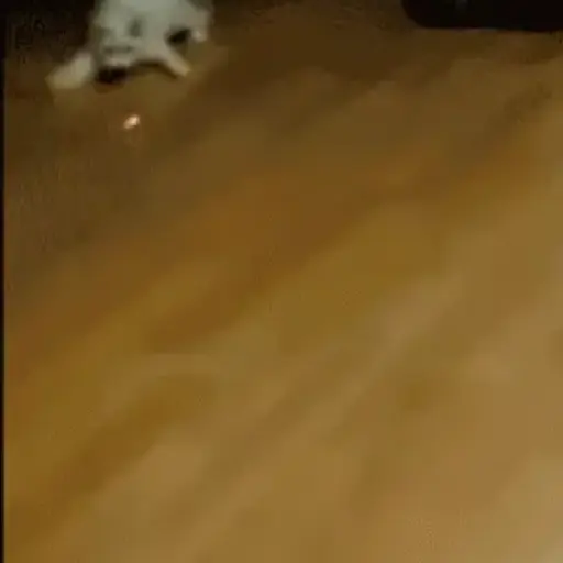 Cats meme 1