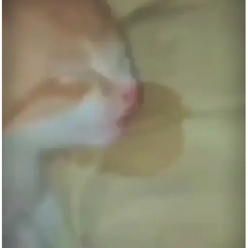 Cats meme 2