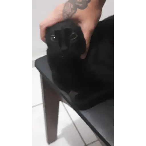 Opa