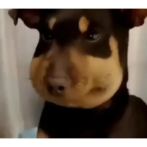 Opa