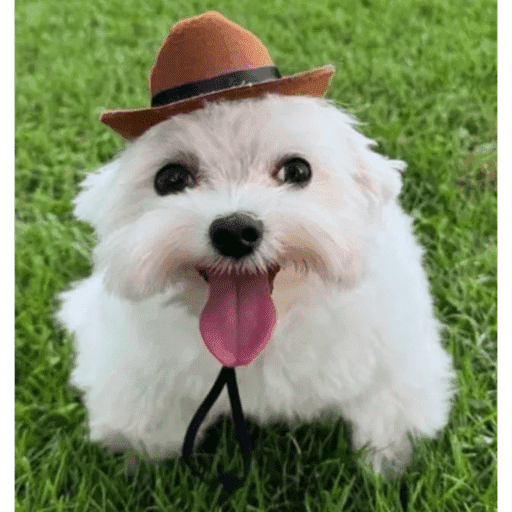 Perros pendejos