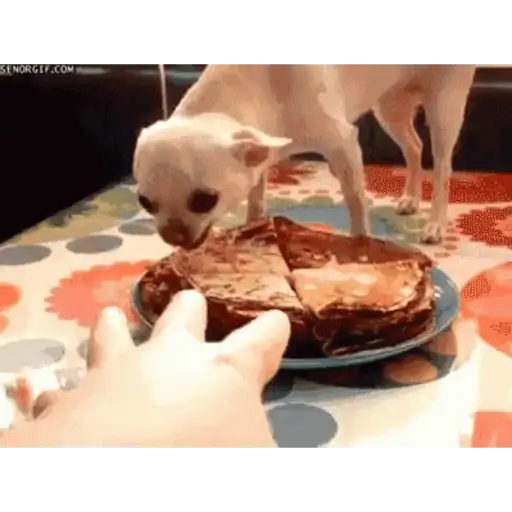Dogbite