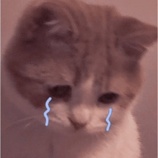 Reação de Gatos | Reacción 🐈 4