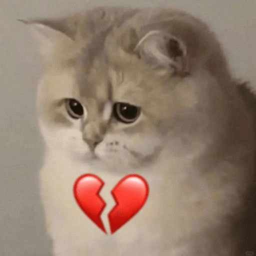 Reação de Gatos | Reacción 🐈 11