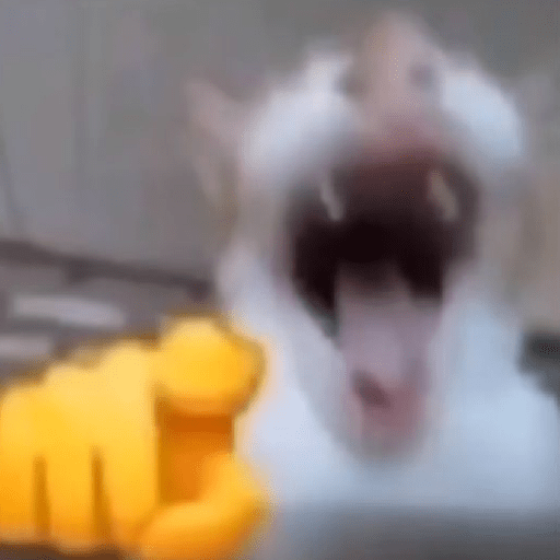 Reação de Gatos | Reacción 🐈 14