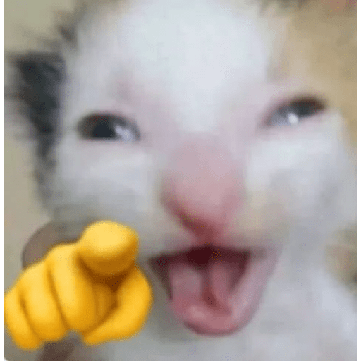 Reação de Gatos | Reacción 🐈 1
