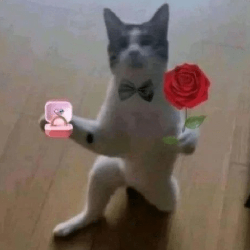 Reação de Gatos | Reacción 🐈 3