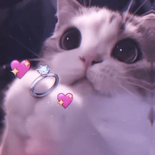 Reação de Gatos | Reacción 🐈 10