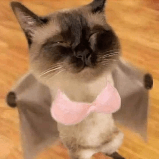 Reação de Gatos | Reacción 🐈 9