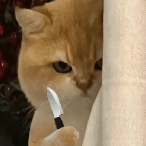Reação de Gatos | Reacción 🐈 6