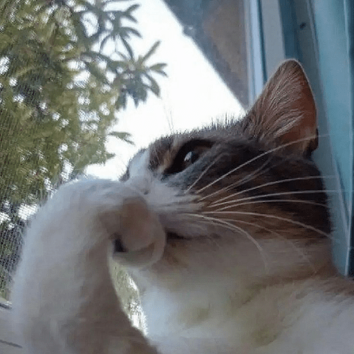 Reação de Gatos | Reacción 🐈 15