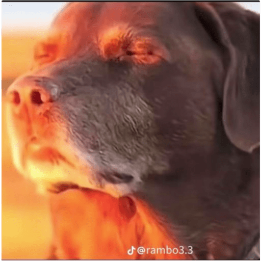Tik tok 3