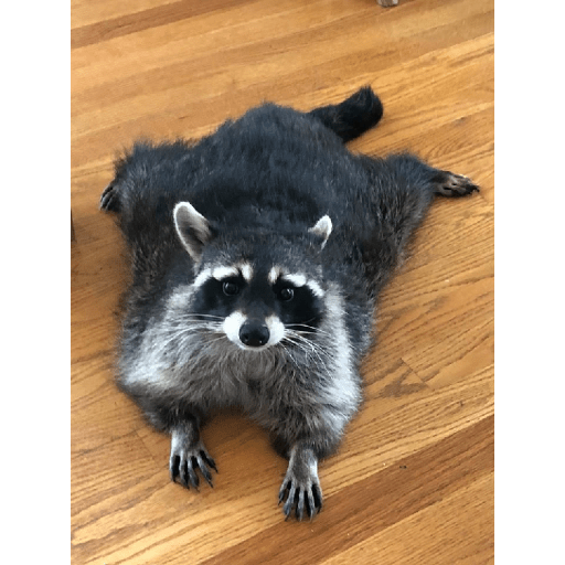 Mapaches 27