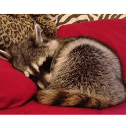 Mapaches 17