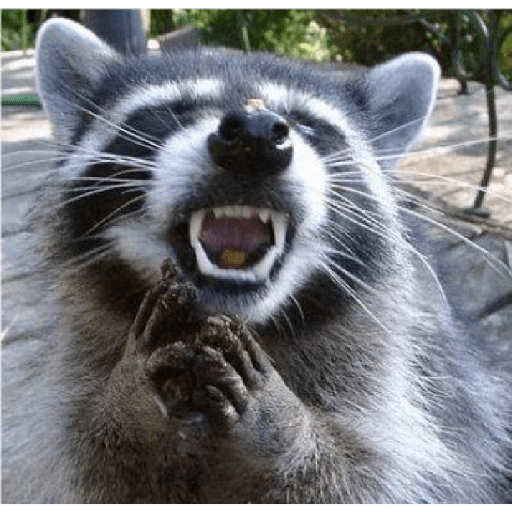 Mapaches 12