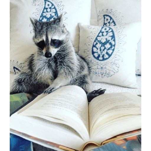 Mapaches 24