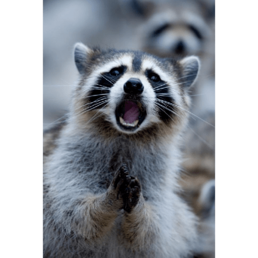 Mapaches 22