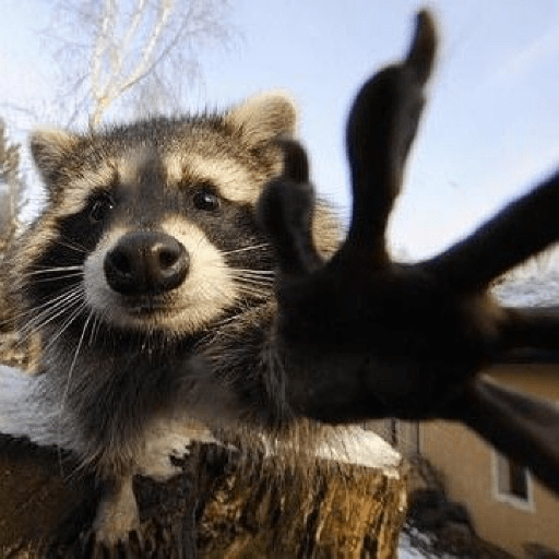 Mapaches 2