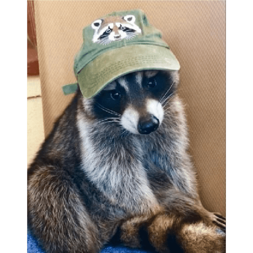 Mapaches 21