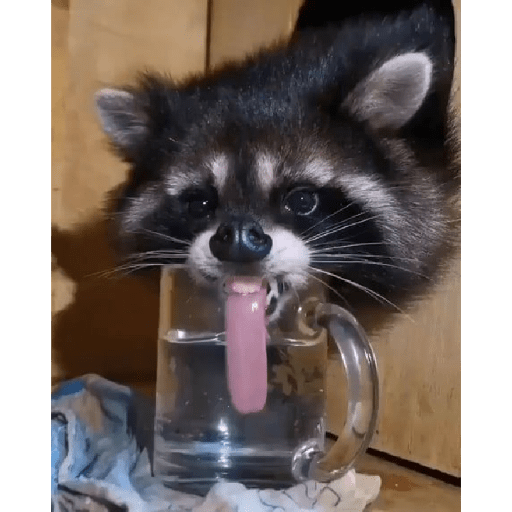 Mapaches 5