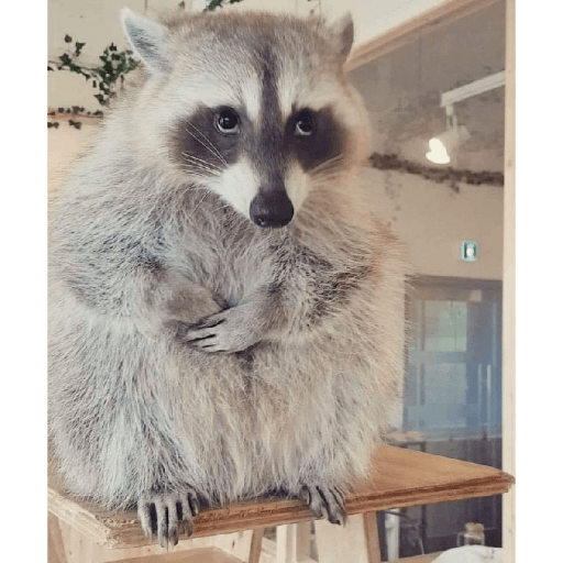 Mapaches 4